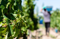 La Pirámide Vineyard