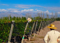 Cabernet grapes
