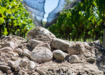 Soil