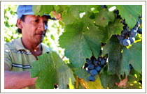 Harvesting at the Angellica Vineyard