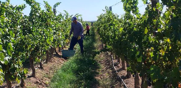 harvest 2018