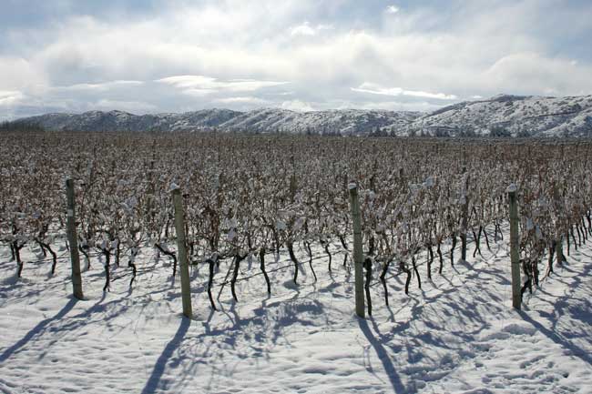 Adrianna Vineyard