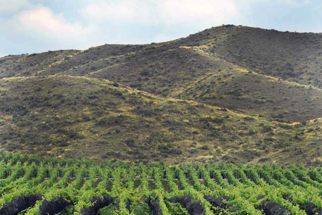 Adrianna Vineyard