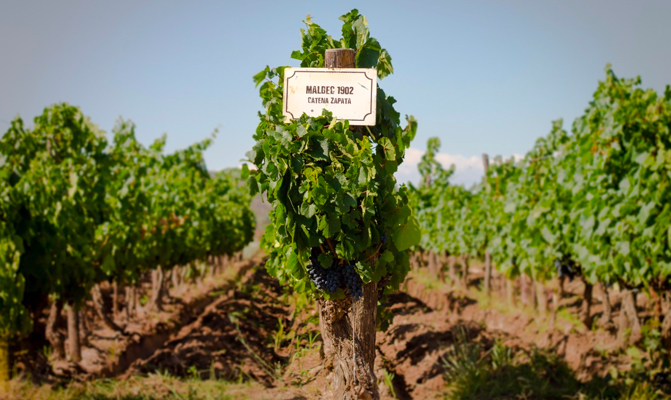 angelica vineyard