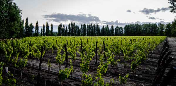 chardonnay