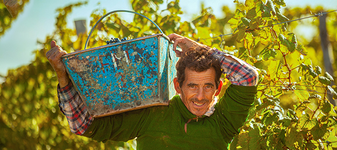 Man Carrying Grapes 2022