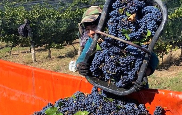 Man Carrying Grapes 2023