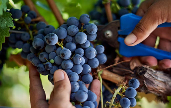 hand cutting grapes closeup