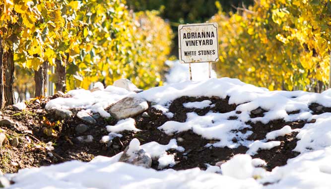 adrianna vineyard white stones